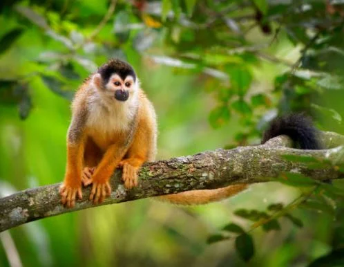 Beste Affen Bilder HD, Fotos, WhatsApp Status 1 Beste Affen Bilder HD, Fotos, WhatsApp Status