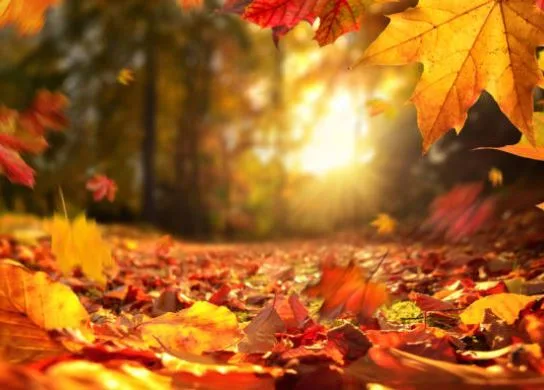 Herbst-Bilder-Natur-Herbst-Bilder-Fotos-WhatsApp-Status