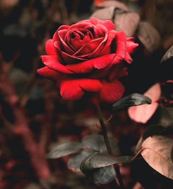 Rosen Bilder HD Fotos WhatsApp Status Tapete DP 1 Rosen Bilder HD Fotos WhatsApp Status Tapete DP