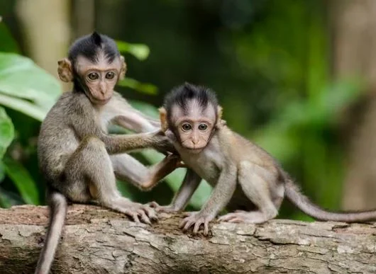 Beste Affen Bilder HD, Fotos, WhatsApp Status 