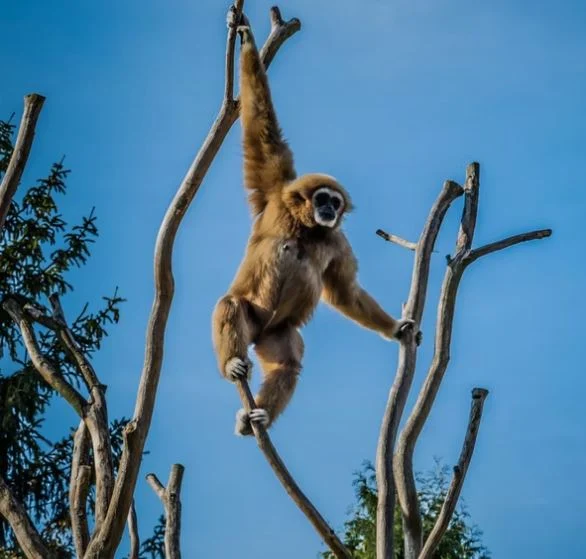 Beste Affen Bilder HD, Fotos, WhatsApp Status 