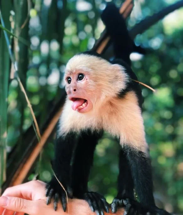 Beste Affen Bilder HD, Fotos, WhatsApp Status 