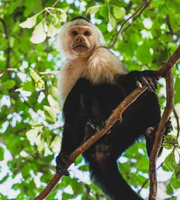 Beste Affen Bilder HD, Fotos, WhatsApp Status 