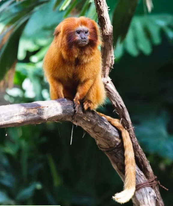 Beste Affen Bilder HD, Fotos, WhatsApp Status 