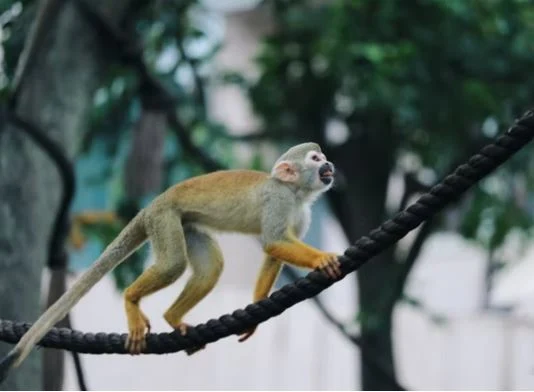 Beste Affen Bilder HD, Fotos, WhatsApp Status 