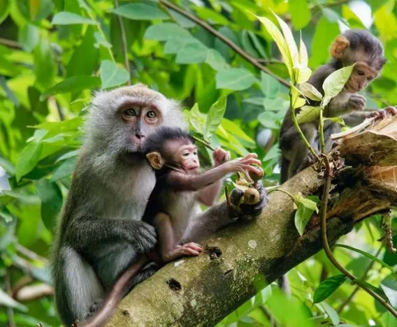 Beste Affen Bilder HD, Fotos, WhatsApp Status 