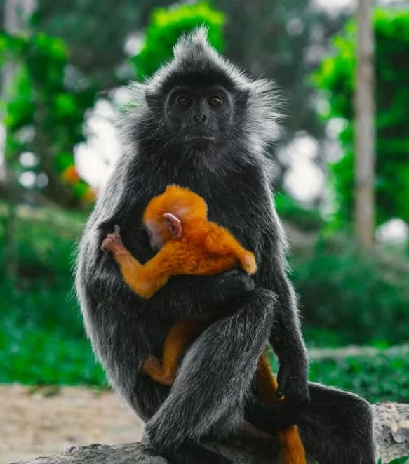 Beste Affen Bilder HD, Fotos, WhatsApp Status 