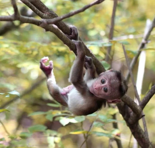 Beste Affen Bilder HD, Fotos, WhatsApp Status 