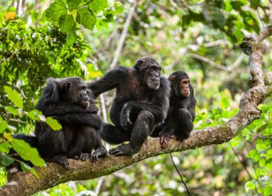 Beste Affen Bilder HD, Fotos, WhatsApp Status 