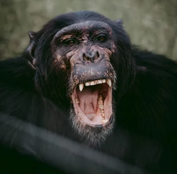 Beste Affen Bilder HD, Fotos, WhatsApp Status 