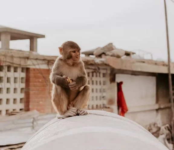 Beste Affen Bilder HD, Fotos, WhatsApp Status 