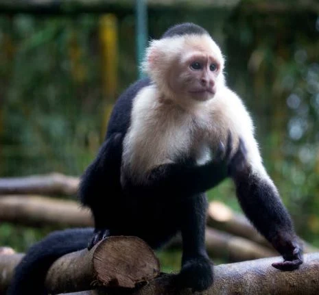 Beste Affen Bilder HD, Fotos, WhatsApp Status 