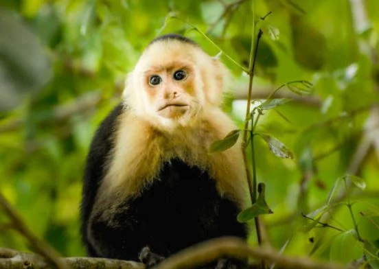 Beste Affen Bilder HD, Fotos, WhatsApp Status 