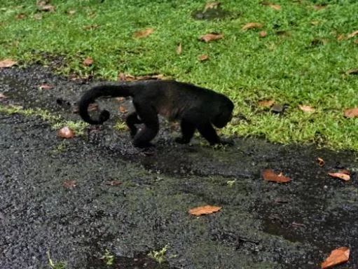 Beste Affen Bilder HD, Fotos, WhatsApp Status 