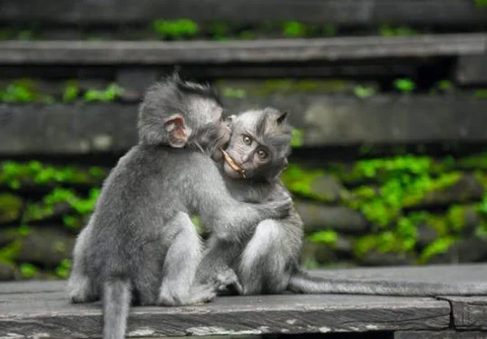 Beste Affen Bilder HD, Fotos, WhatsApp Status 