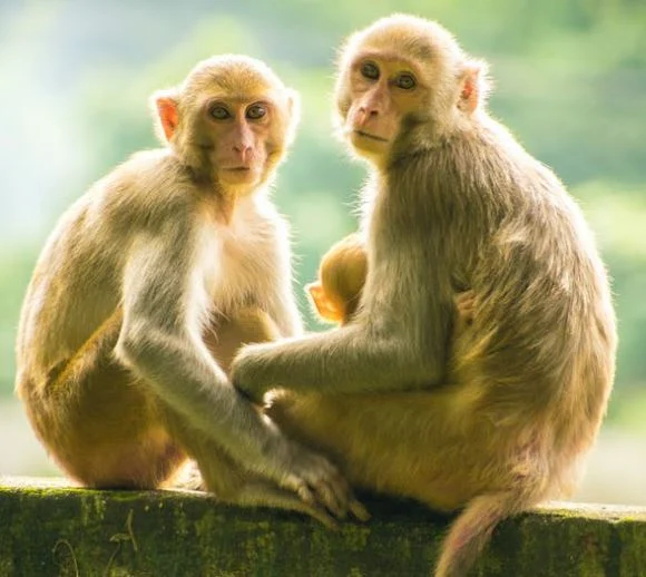 Beste Affen Bilder HD, Fotos, WhatsApp Status 28 Beste Affen Bilder HD, Fotos, WhatsApp Status