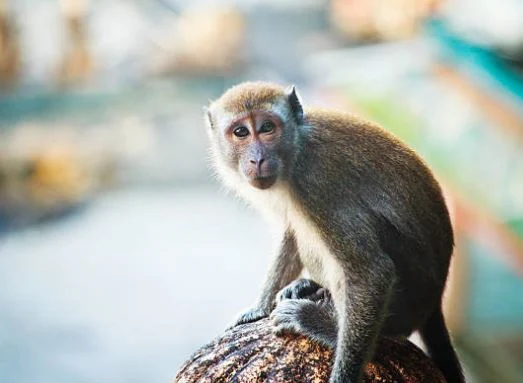 Beste Affen Bilder HD, Fotos, WhatsApp Status 