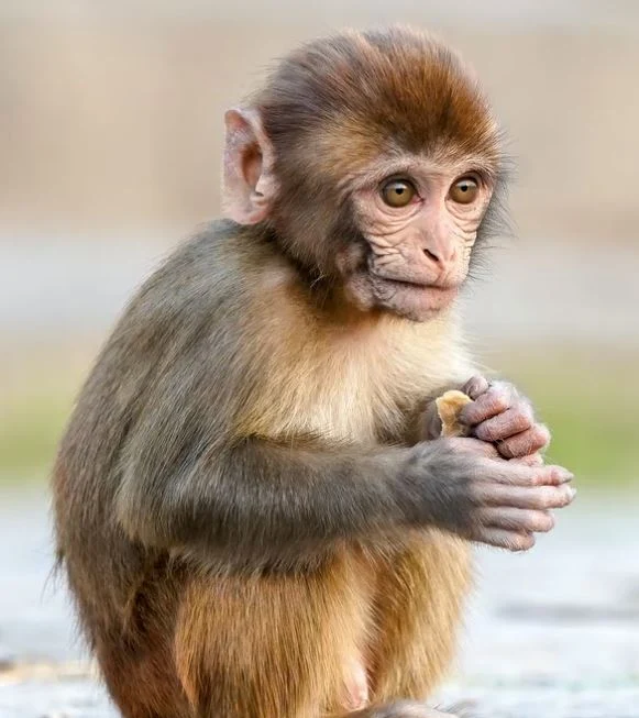 Beste Affen Bilder HD, Fotos, WhatsApp Status 