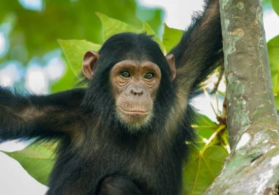 Beste Affen Bilder HD, Fotos, WhatsApp Status 