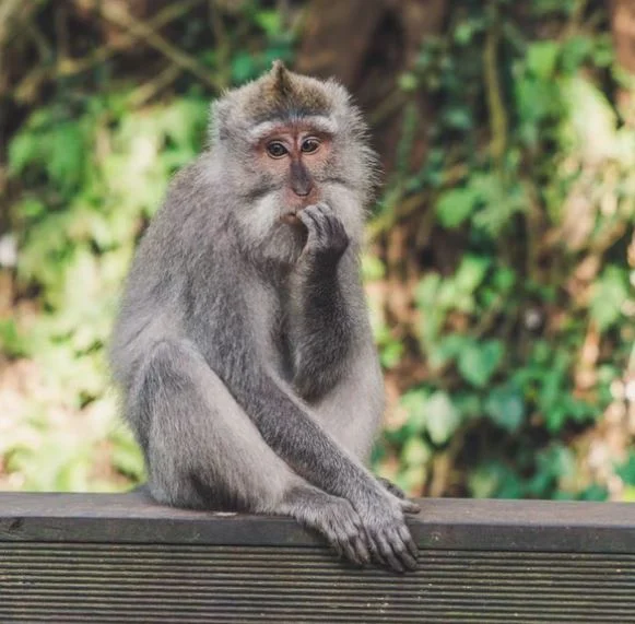 Beste Affen Bilder HD, Fotos, WhatsApp Status 