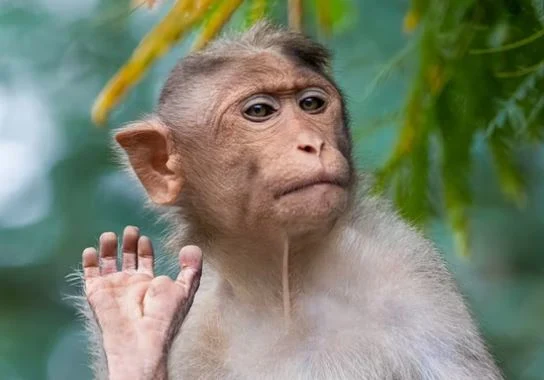 Beste Affen Bilder HD, Fotos, WhatsApp Status 