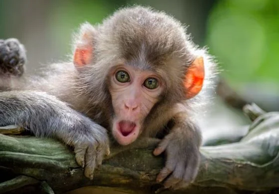 Beste Affen Bilder HD, Fotos, WhatsApp Status 