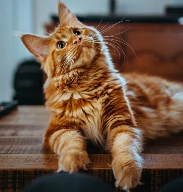 cute-cat-pictures-hd-images-photo-whatsapp-status-dp