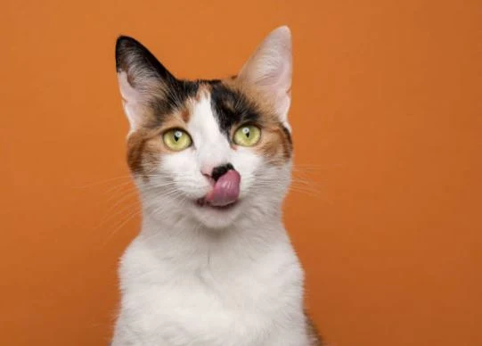 Nette Katzen Bilder HD, Bilder, Fotos, WhatsApp Status DP