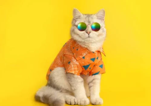 Nette Katzen Bilder HD, Bilder, Fotos, WhatsApp Status DP