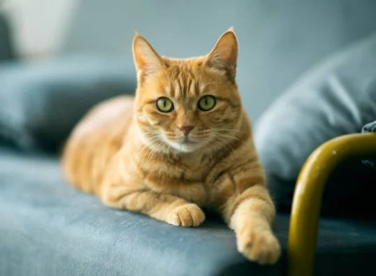 Nette Katzen Bilder HD, Bilder, Fotos, WhatsApp Status DP