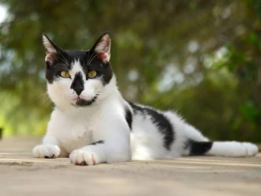 Nette Katzen Bilder HD, Bilder, Fotos, WhatsApp Status DP