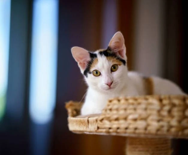 Nette Katzen Bilder HD, Bilder, Fotos, WhatsApp Status DP