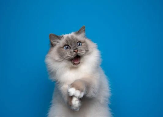 Nette Katzen Bilder HD, Bilder, Fotos, WhatsApp Status DP