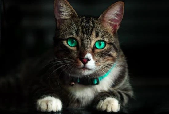 Nette Katzen Bilder HD, Bilder, Fotos, WhatsApp Status DP