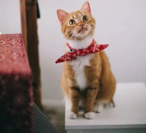 Nette Katzen Bilder HD, Bilder, Fotos, WhatsApp Status DP