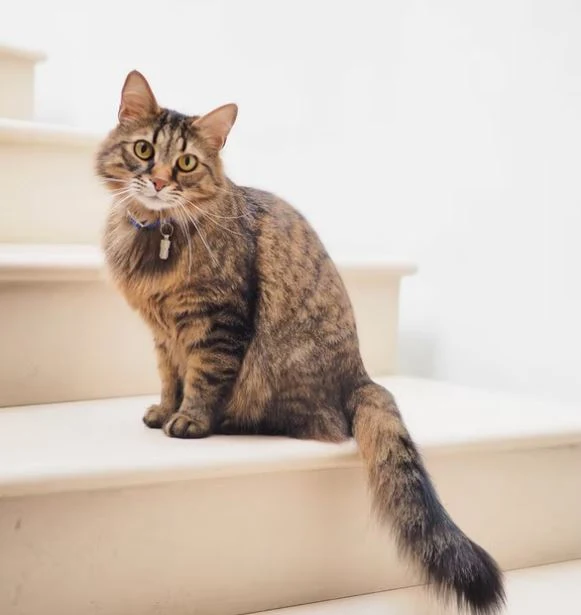 Nette Katzen Bilder HD, Bilder, Fotos, WhatsApp Status DP