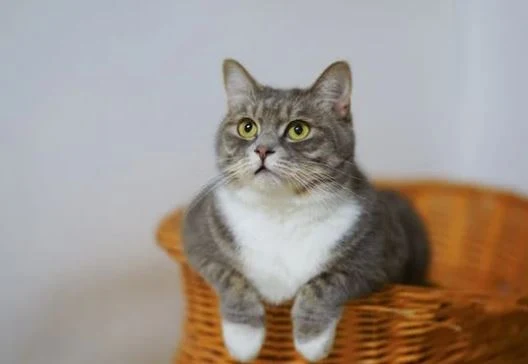 Nette Katzen Bilder HD, Bilder, Fotos, WhatsApp Status DP