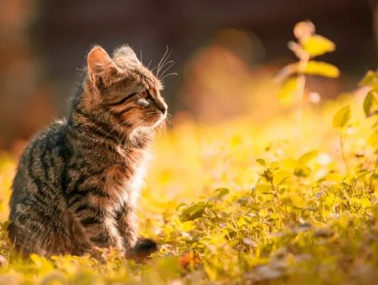 Nette Katzen Bilder HD, Bilder, Fotos, WhatsApp Status DP