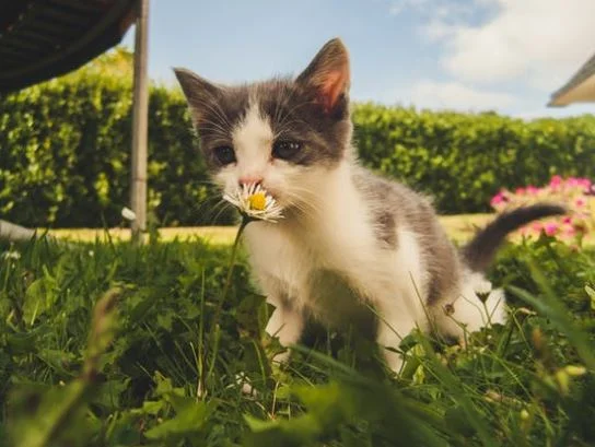 Nette Katzen Bilder HD, Bilder, Fotos, WhatsApp Status DP