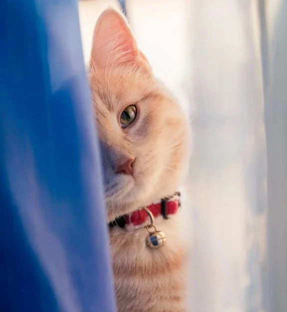 Nette Katzen Bilder HD, Bilder, Fotos, WhatsApp Status DP