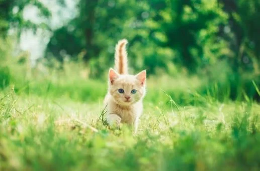 Nette Katzen Bilder HD, Bilder, Fotos, WhatsApp Status DP