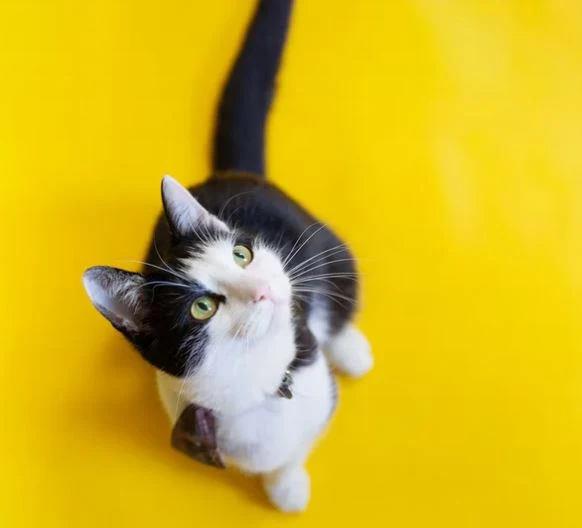 Nette Katzen Bilder HD, Bilder, Fotos, WhatsApp Status DP