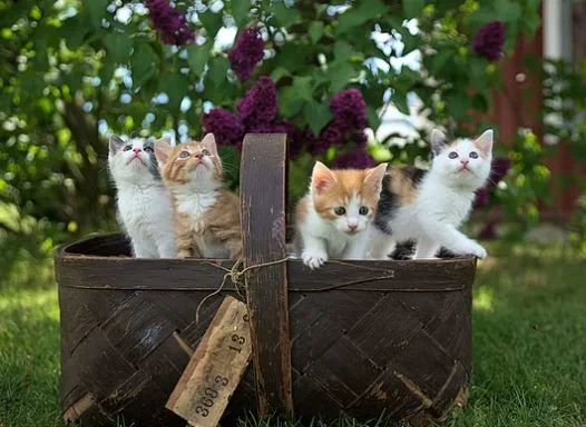 Nette Katzen Bilder HD, Bilder, Fotos, WhatsApp Status DP