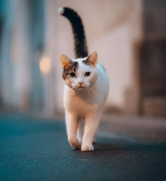 cute cat pictures hd images photo whatsapp status dp 29 Nette Katzen Bilder HD, Bilder, Fotos, WhatsApp Status DP