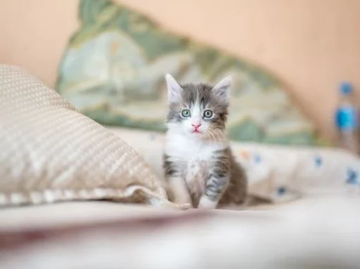 Nette Katzen Bilder HD, Bilder, Fotos, WhatsApp Status DP