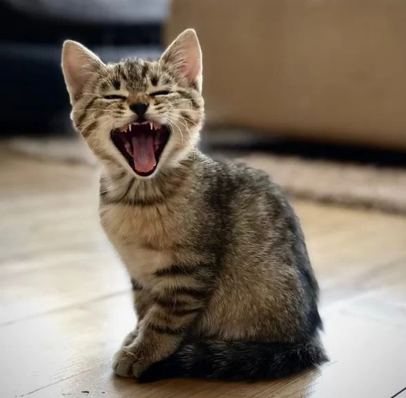 Nette Katzen Bilder HD, Bilder, Fotos, WhatsApp Status DP