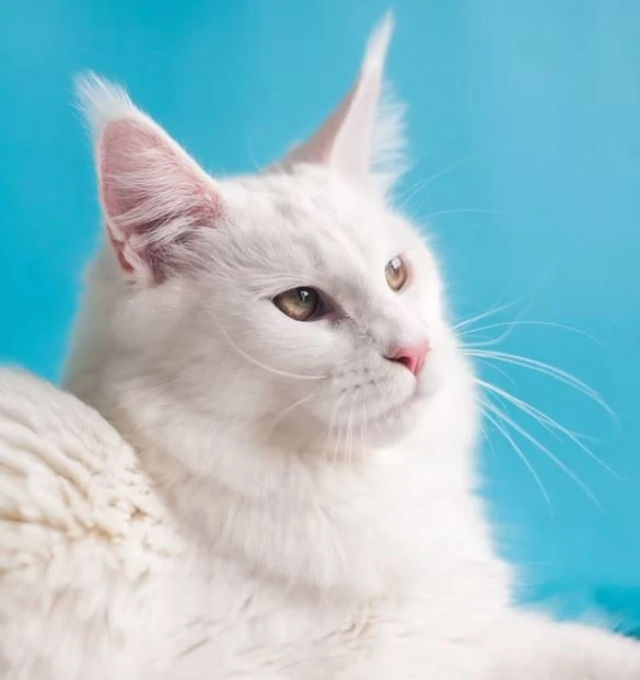 Nette Katzen Bilder HD, Bilder, Fotos, WhatsApp Status DP