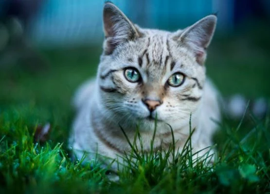 Nette Katzen Bilder HD, Bilder, Fotos, WhatsApp Status DP