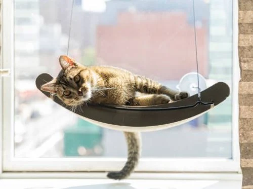 Nette Katzen Bilder HD, Bilder, Fotos, WhatsApp Status DP