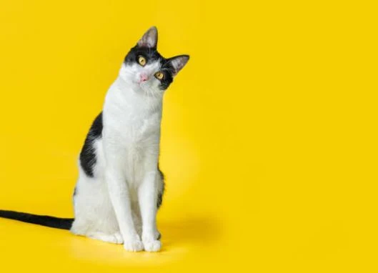 Nette Katzen Bilder HD, Bilder, Fotos, WhatsApp Status DP